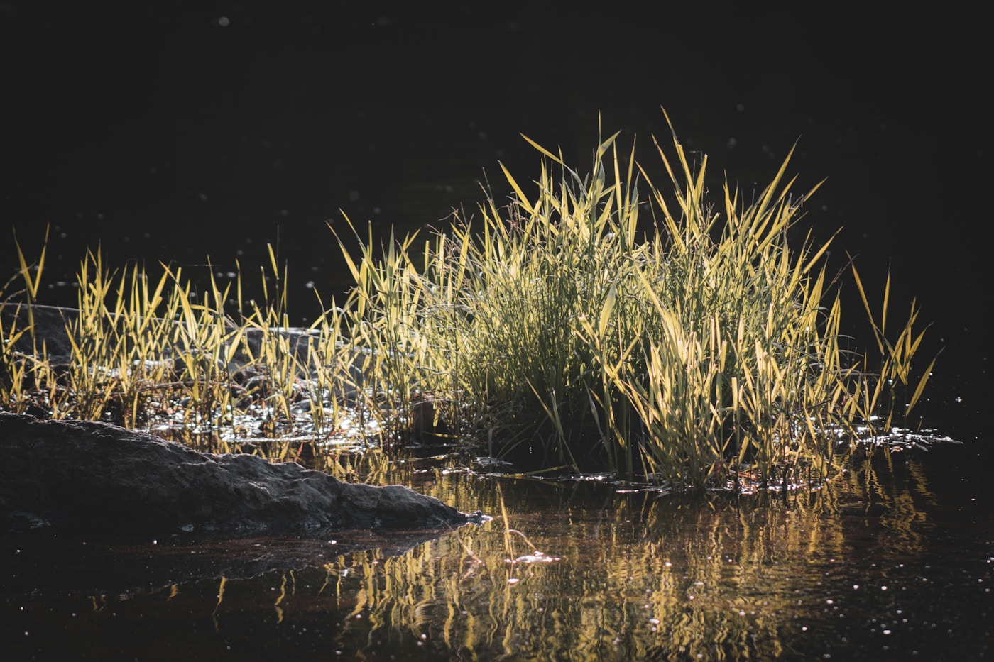 Quiet river and wetland vegetation in Maine.